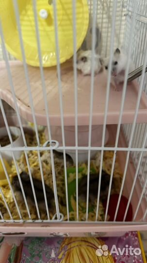 Сирийские хомячки малыши