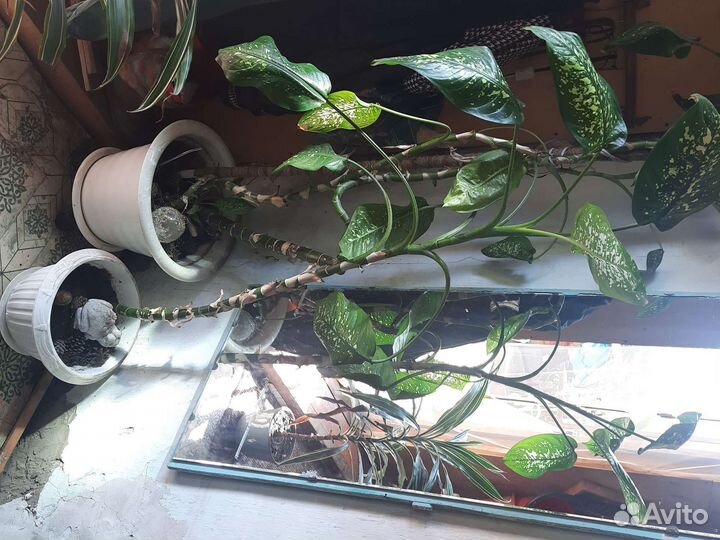 Диффенбахия 2шт