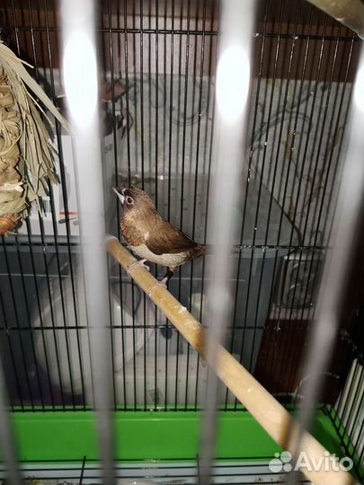 Японские амадины