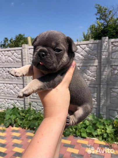 Французский бульдог щенки