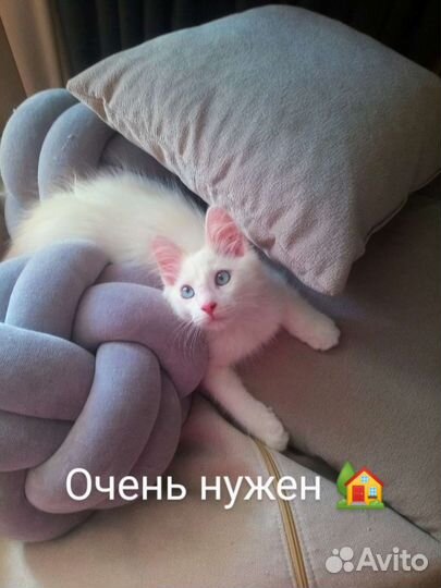 Ищем дом малышу