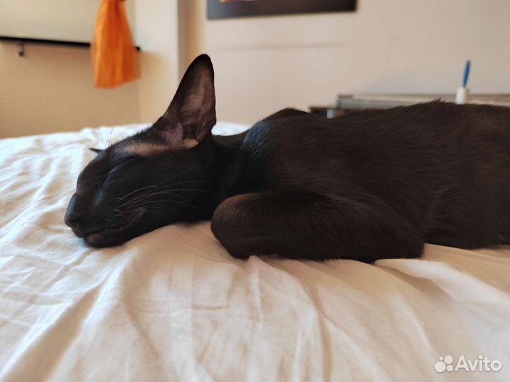 Две кошки подружки Ориентал и Сфинкс