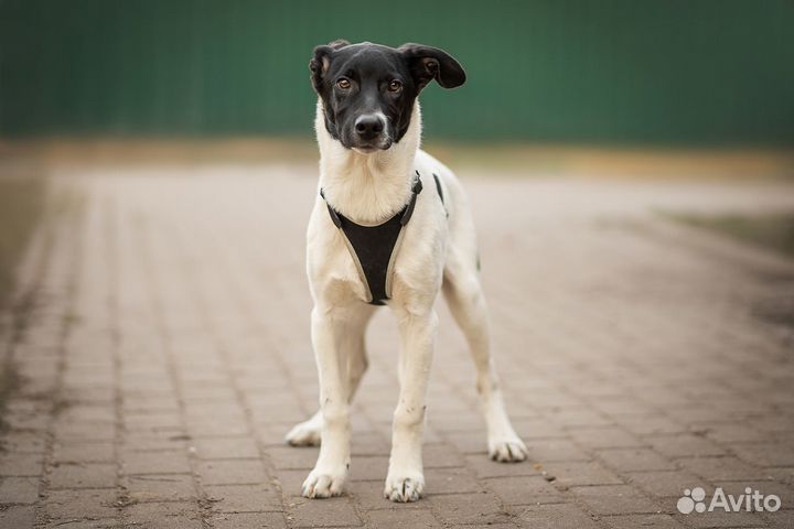 Милый, скромный щенок из приюта, Томаш