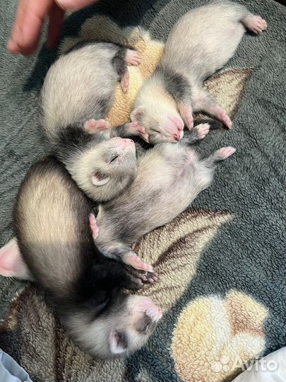 Щенки хорька