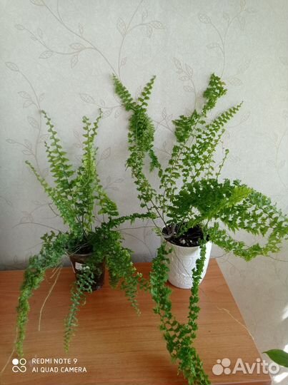 Папоротники нефролеписы