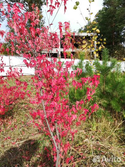 Виноград,Маньчжурский орех, Клен,Липа, Дуб, Сирень