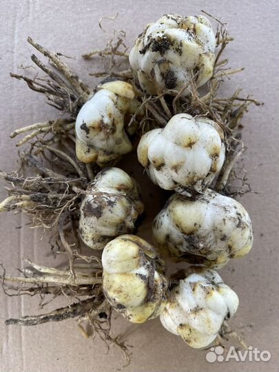 Лилии луковицы