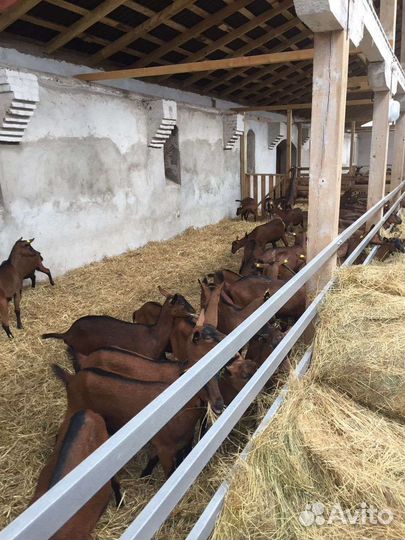 Альпийские козлики, козлы