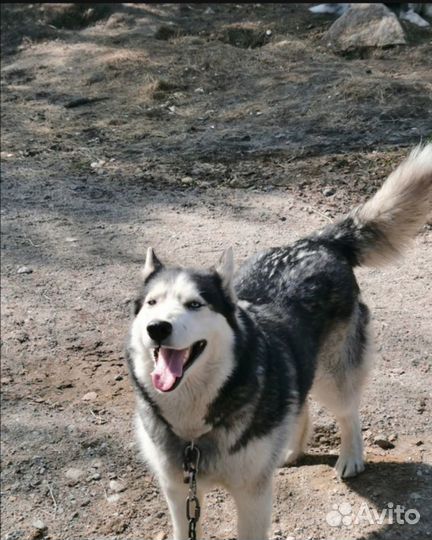 Выгул собак