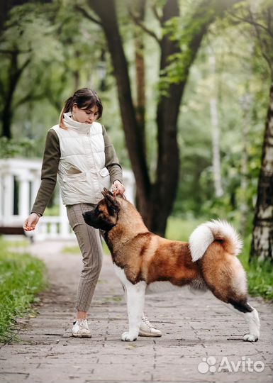 Хэндлер, грумер