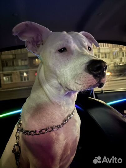 Случка собак стаффорд