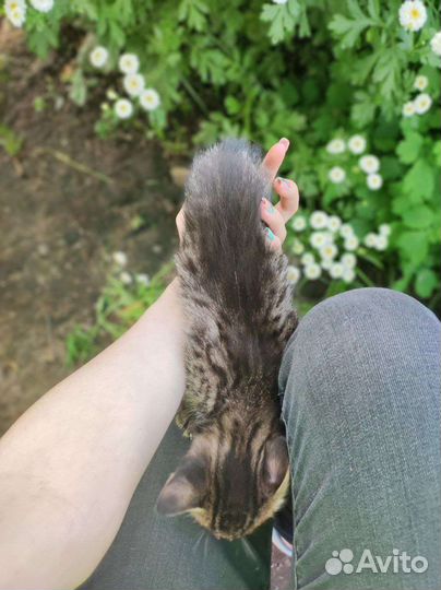 Котята в добрые руки бесплатно