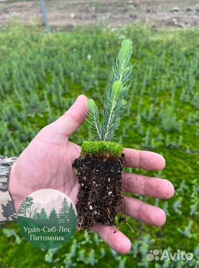 Зкс и окс Сосна Ель Лиственница сеянцы Голуб горн