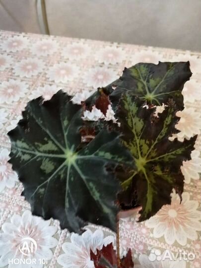 Бегония Клеопатра