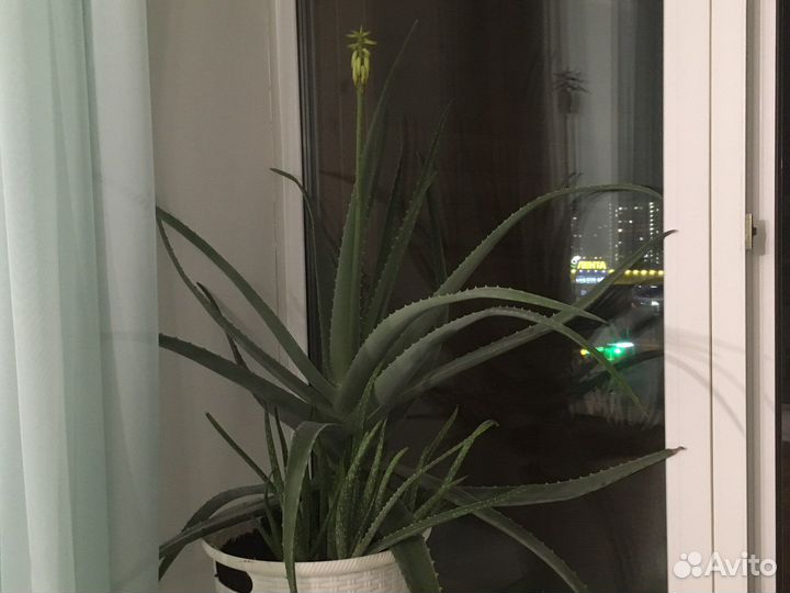 Алоэ лечебный листья возраст 7 лет