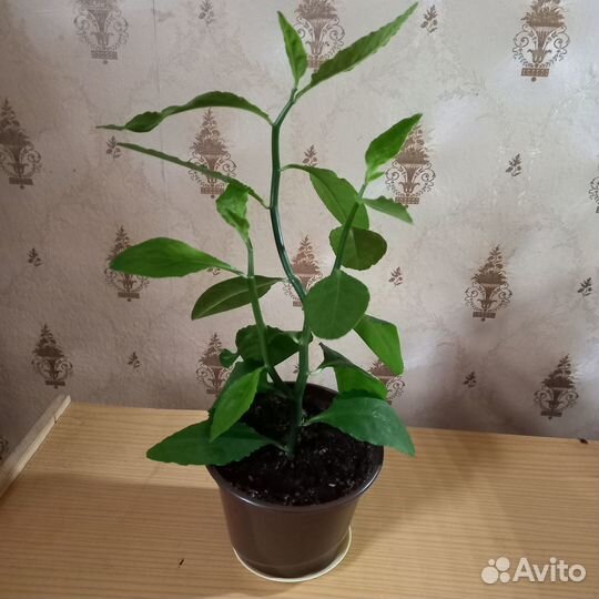 Комнатные растение Педилантус