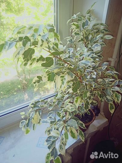 Монстера, герань, фикус на фото