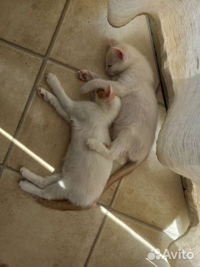 Котята бесплатно