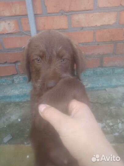 Собака. Ищет семью