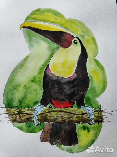Акварельные скетчи. Туканы
