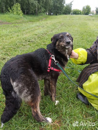 Нежная Ляля ищет дом. Очень нужны добрые руки