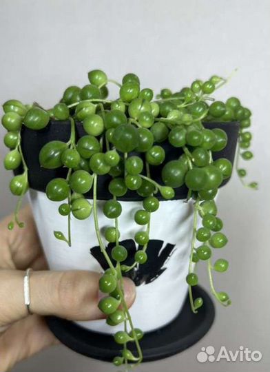 Крестовник роули