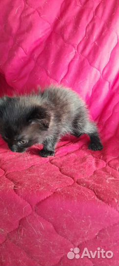 Черный котёнок девочка в добрые руки