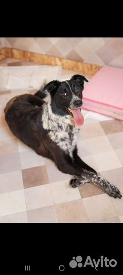 Собака выжила, чтобы жить