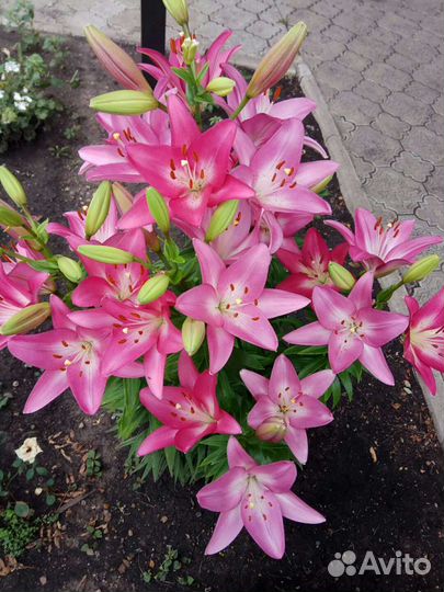 Лилии луковицы