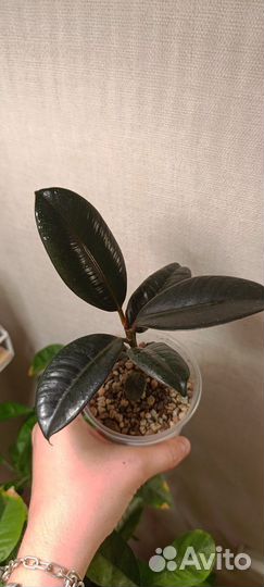 Фикус Эластика Бургунди