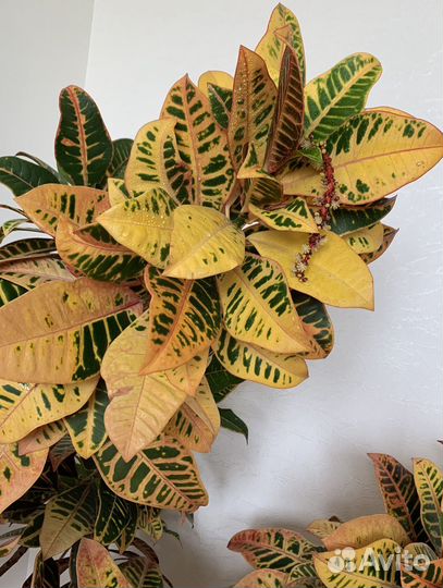 Кодиеум Кротон Петра(желтый) и (красный)