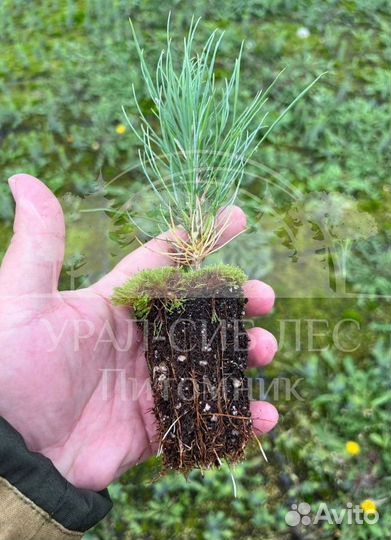 Лиственница Сибирская с зкс сеянцы