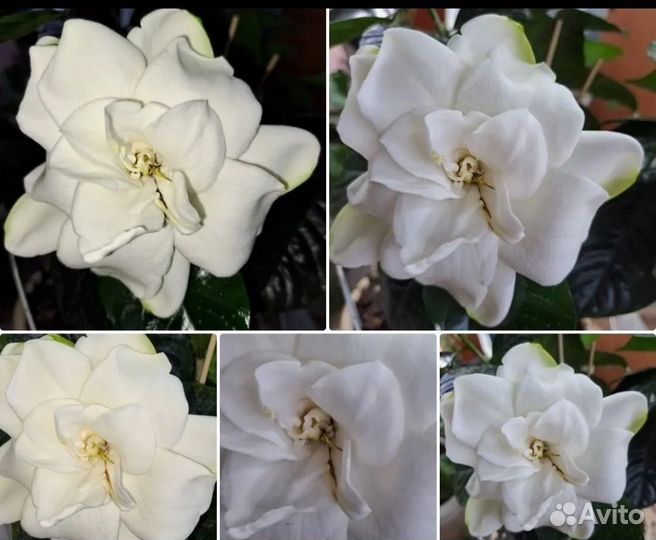 Гардения Belmont