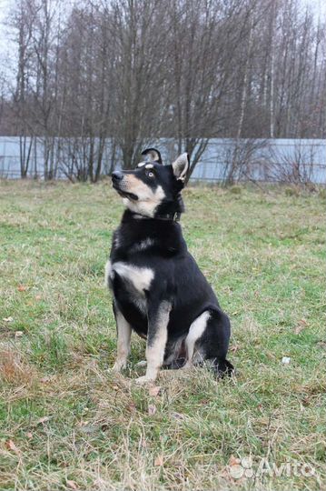 Собака в добрые руки мальчик Шанс