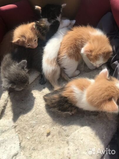 Раздается счастье