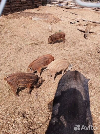 Дикий кабан