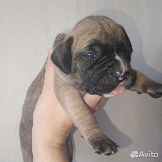 Щенки питбультерьера