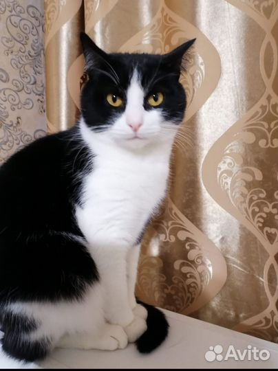 Отдам кота в добрые руки