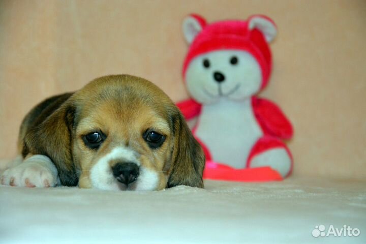 Бигль щенки