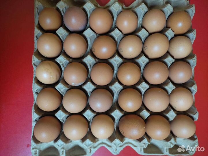 Яйцо куриное опт и розница