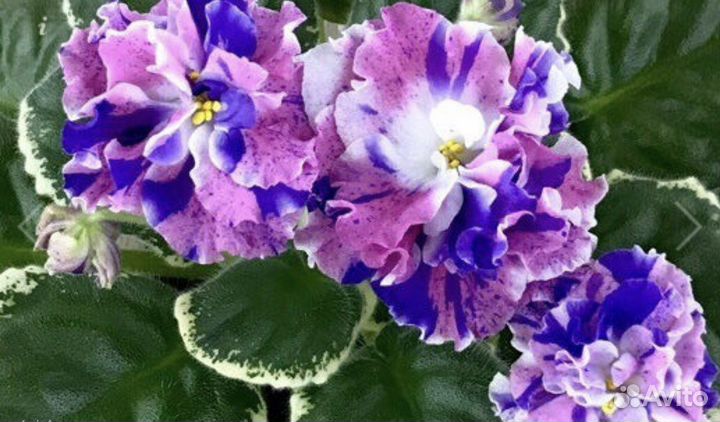 Фиалка DN-Цветные валентинки