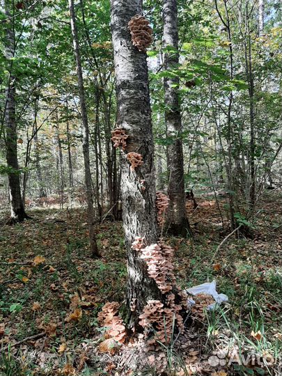 Грибы опята маринованные