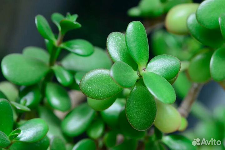 Толстянка Денежное дерево