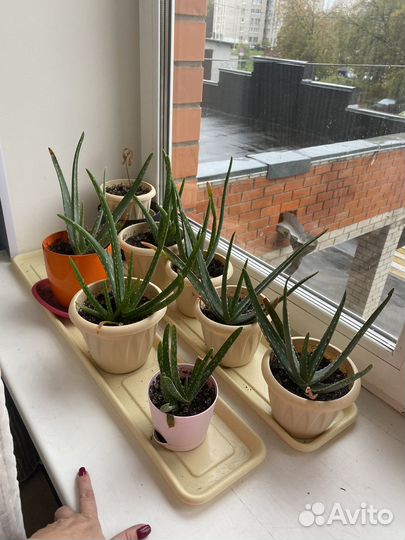 Алоэ вера морокко