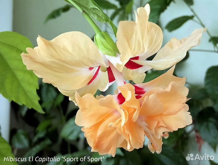 Гибискусы разные коллекционные сорта