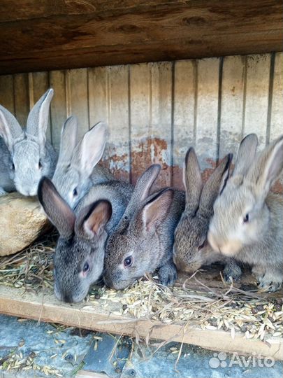 Кролики 2 месяца