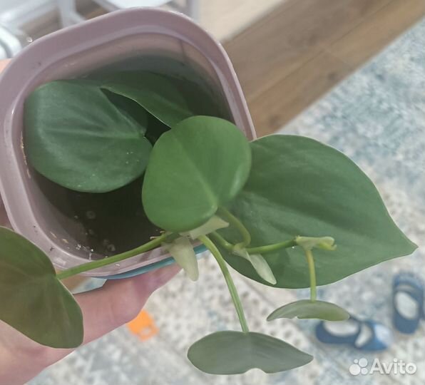 Филадендрон сканденс