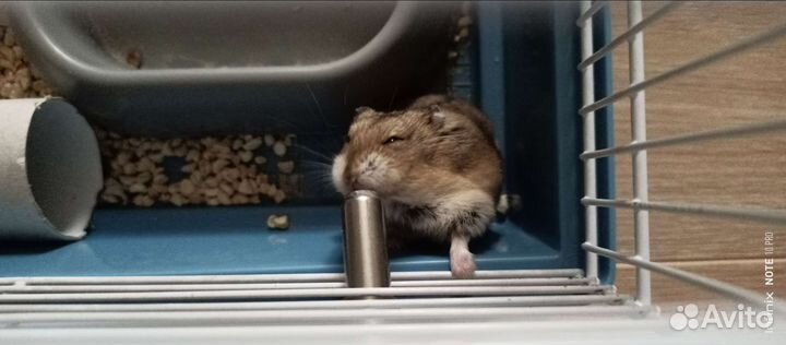 Джунгарский хомяк бесплатно