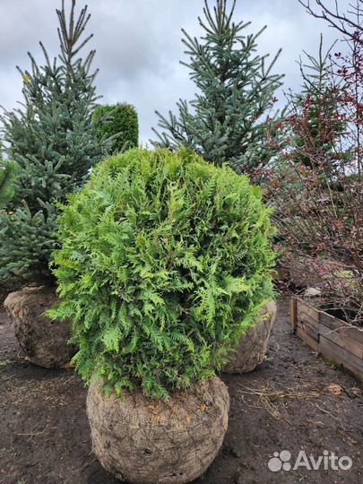 Туя брабант шар