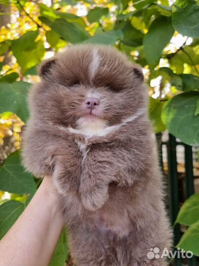 Щенки шпиц померанец